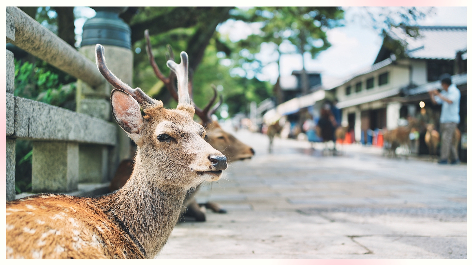 Nara Park