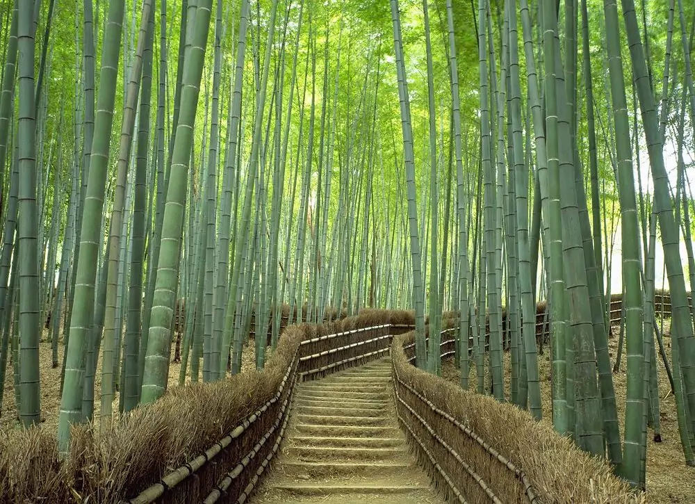 places to visit from kyoto