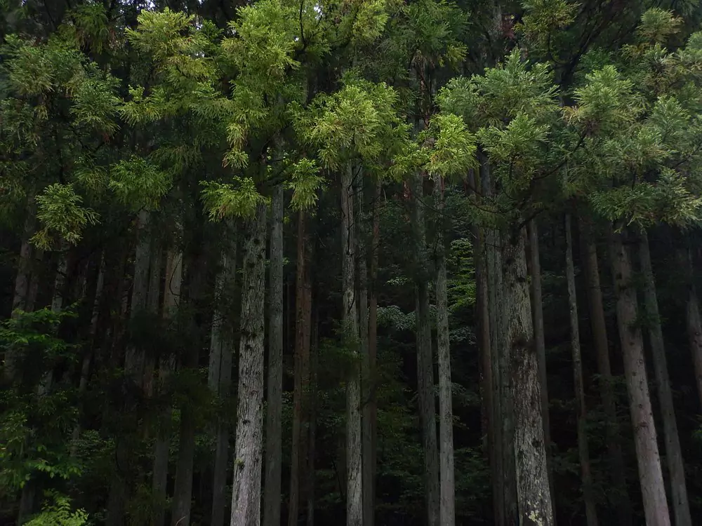Aokigahara