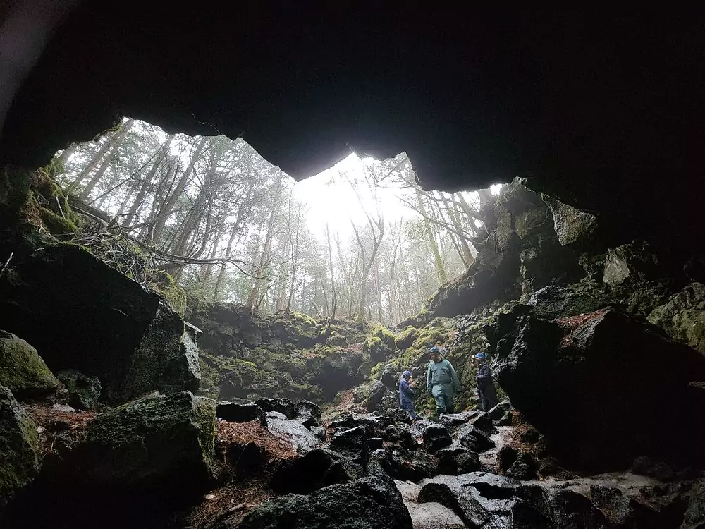 Aokigahara 