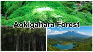 Aokigahara Forest