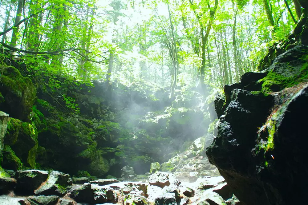 Aokigahara 