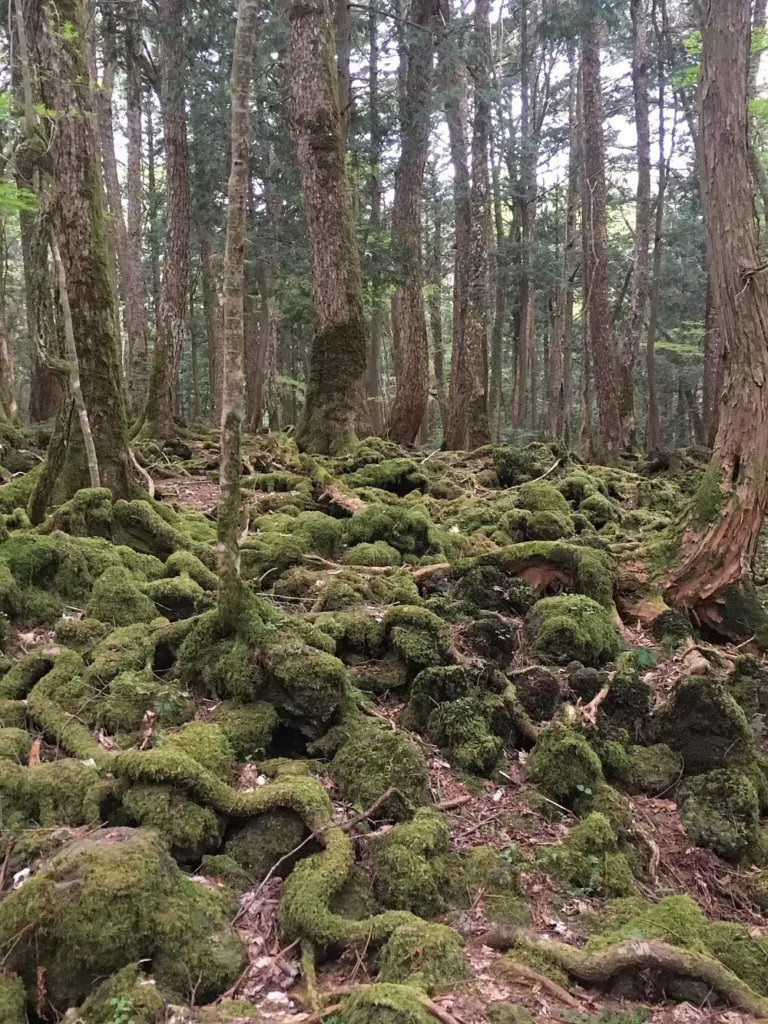 Aokigahara 