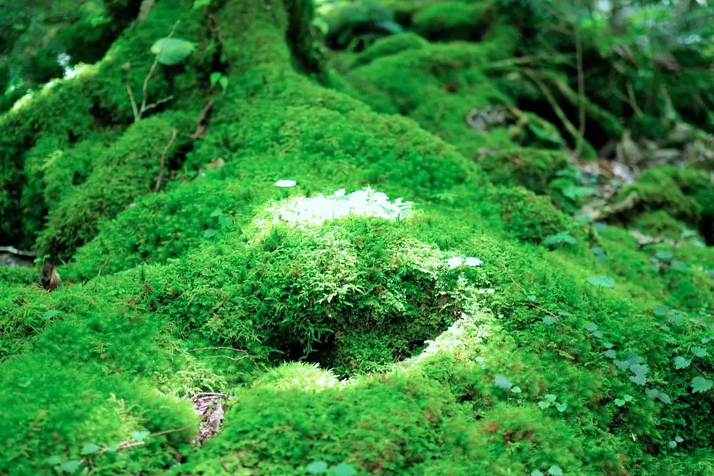 Aokigahara 