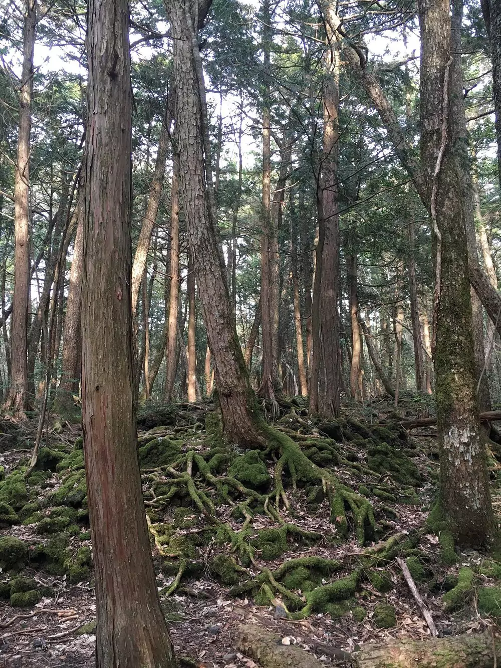 Aokigahara 
