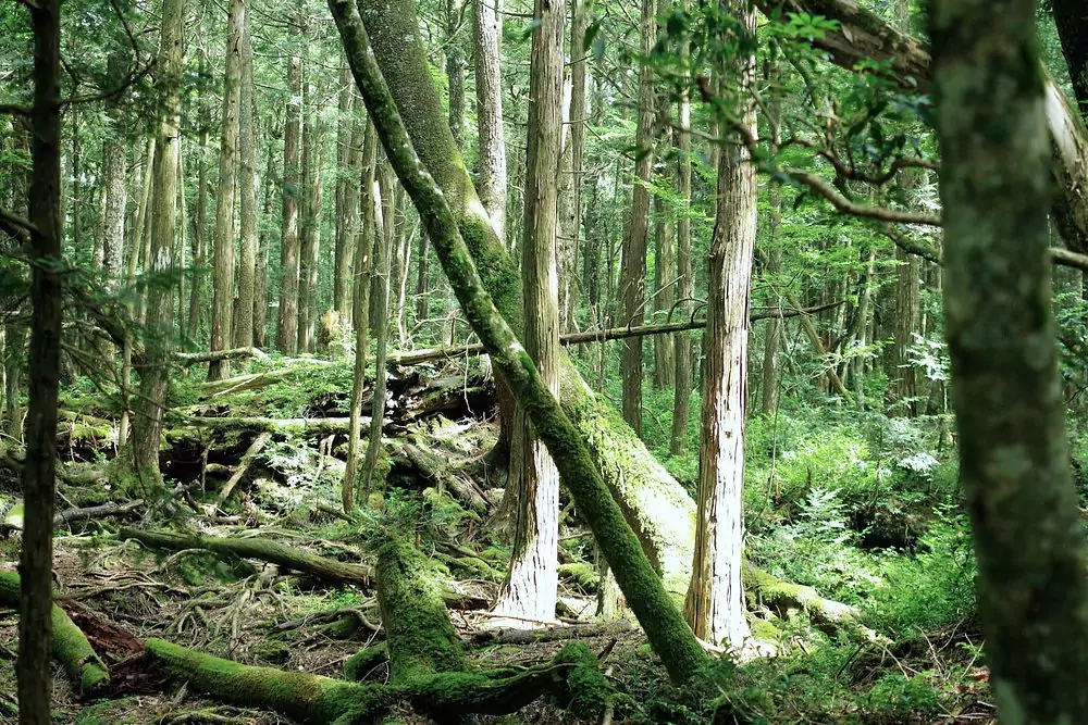 Aokigahara 