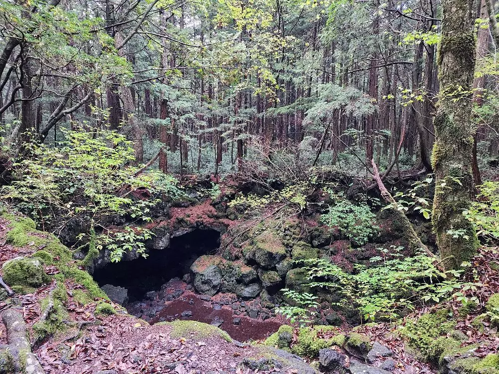 Aokigahara 
