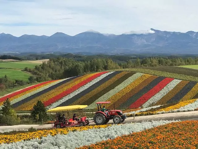 rice field in japanese