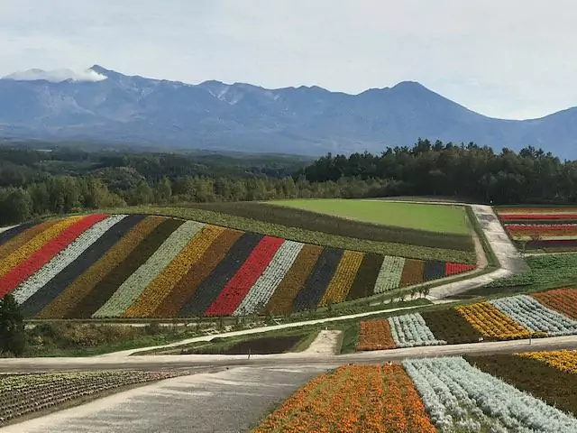 rice field in japanese
