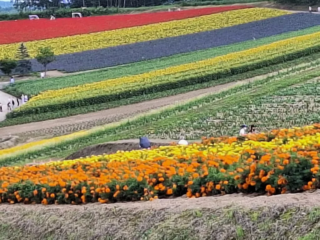rice field in japanese