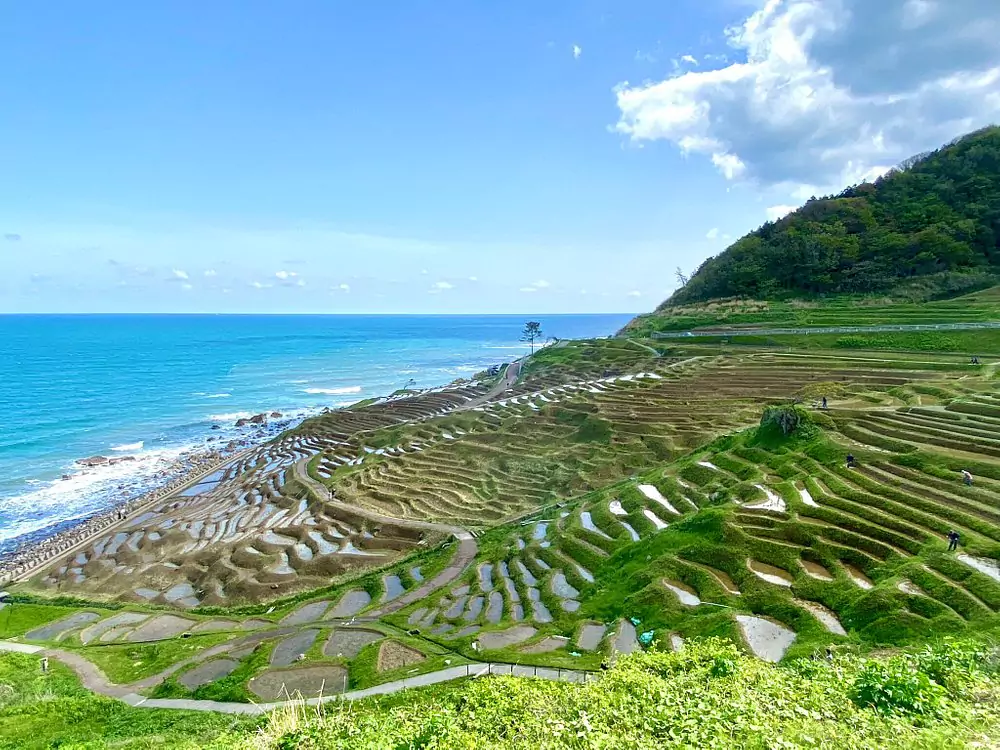 rice field in japanese