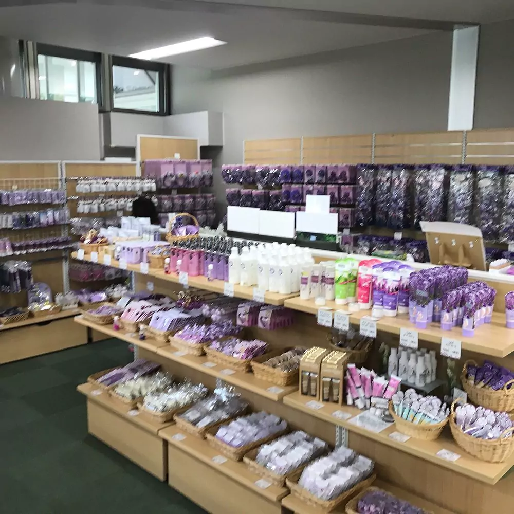 lavender fields in Japan