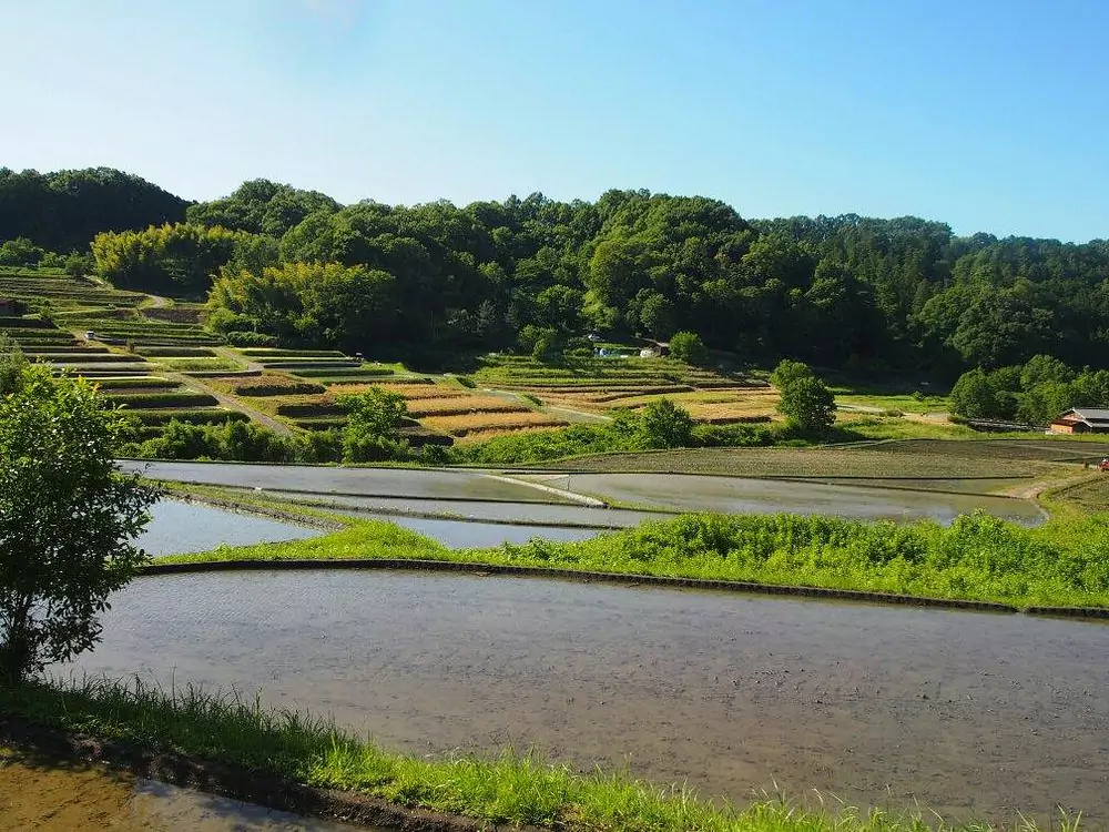 rice field in japanese