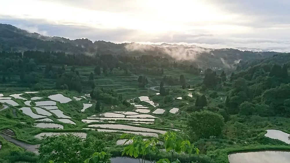 rice field in japanese