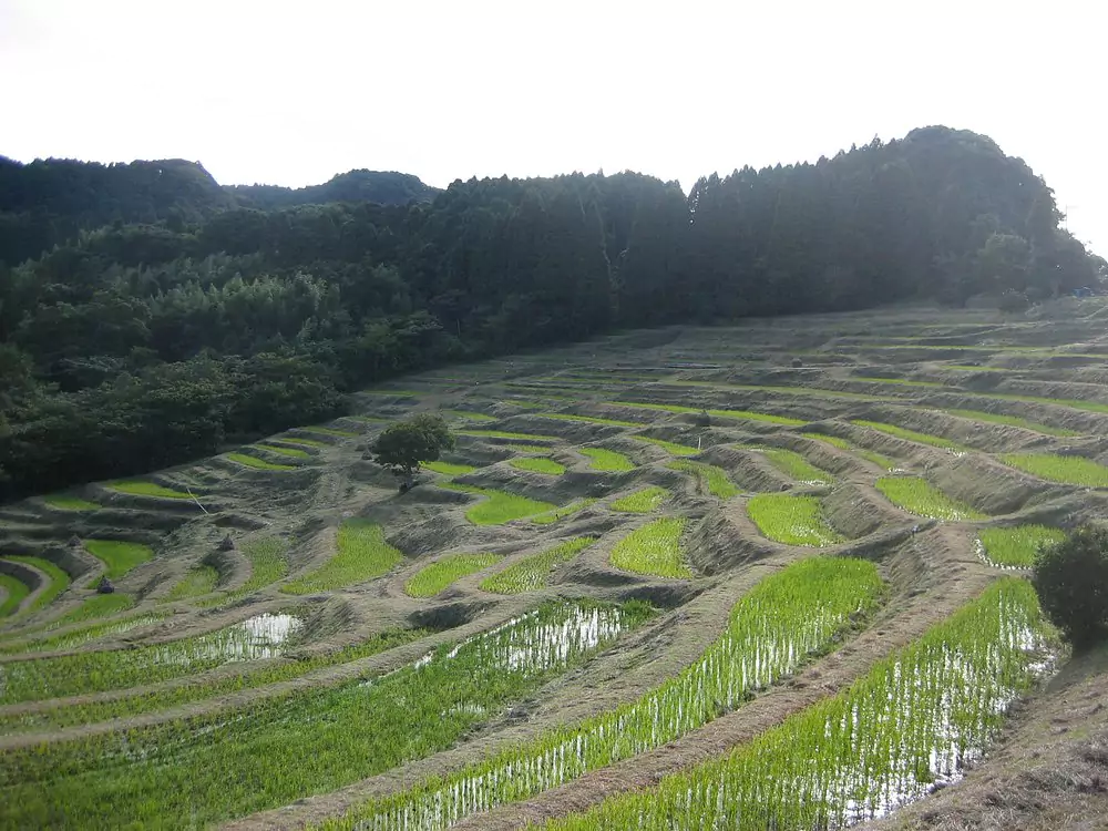 rice field in japanese