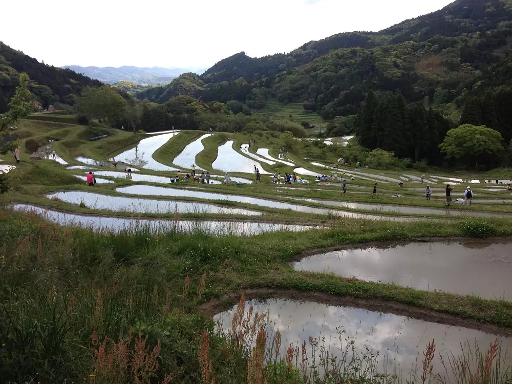 rice field in japanese