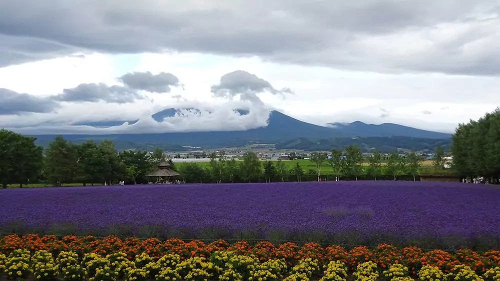 lavender fields in Japan
