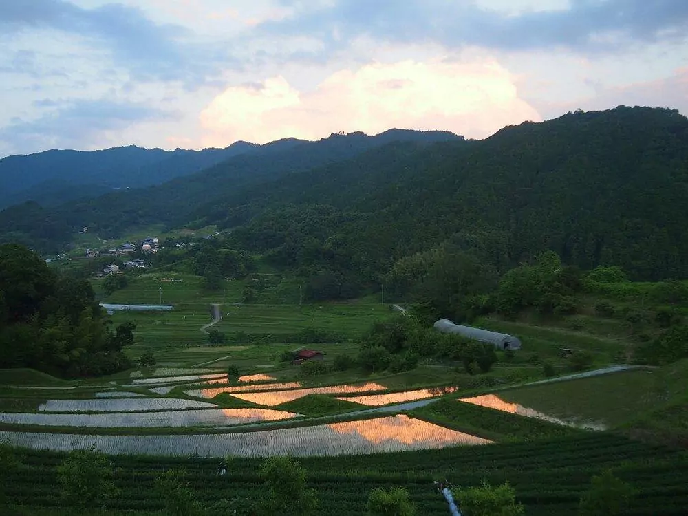 rice field in japanese