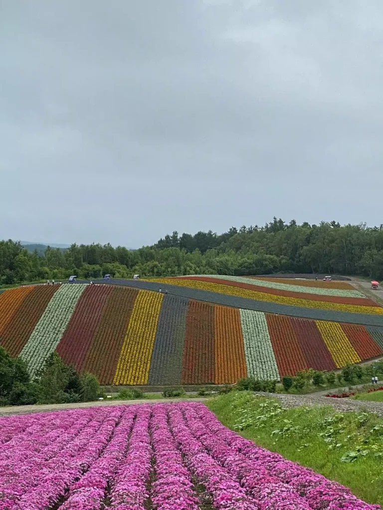 lavender fields in Japan