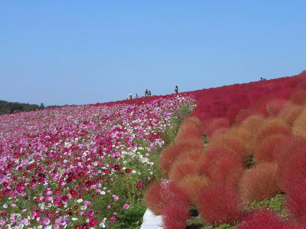 Japan in October