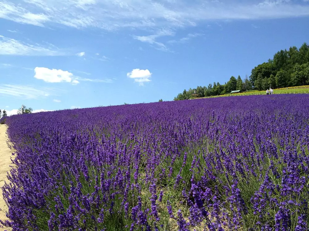 lavender fields in Japan