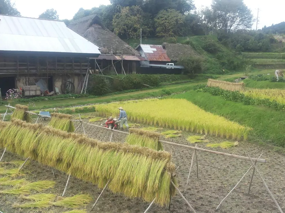 rice field in japanese