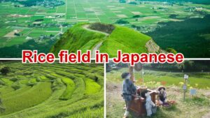 Rice field in Japanese