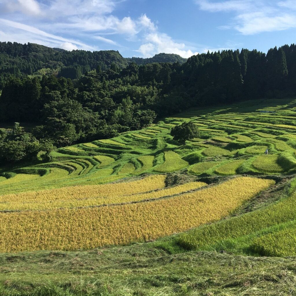 rice field in japanese