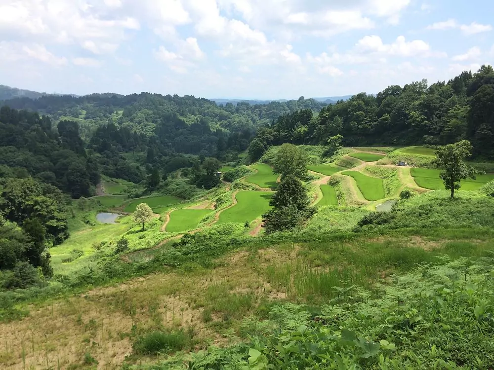 rice field in japanese