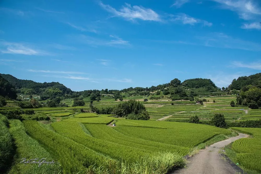 rice field in japanese