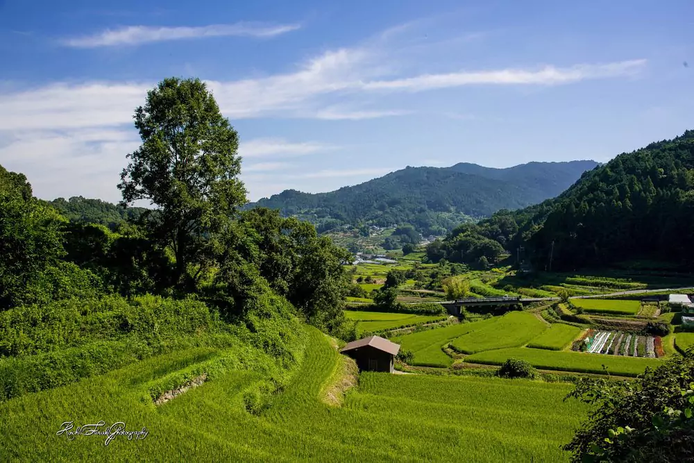 rice field in japanese