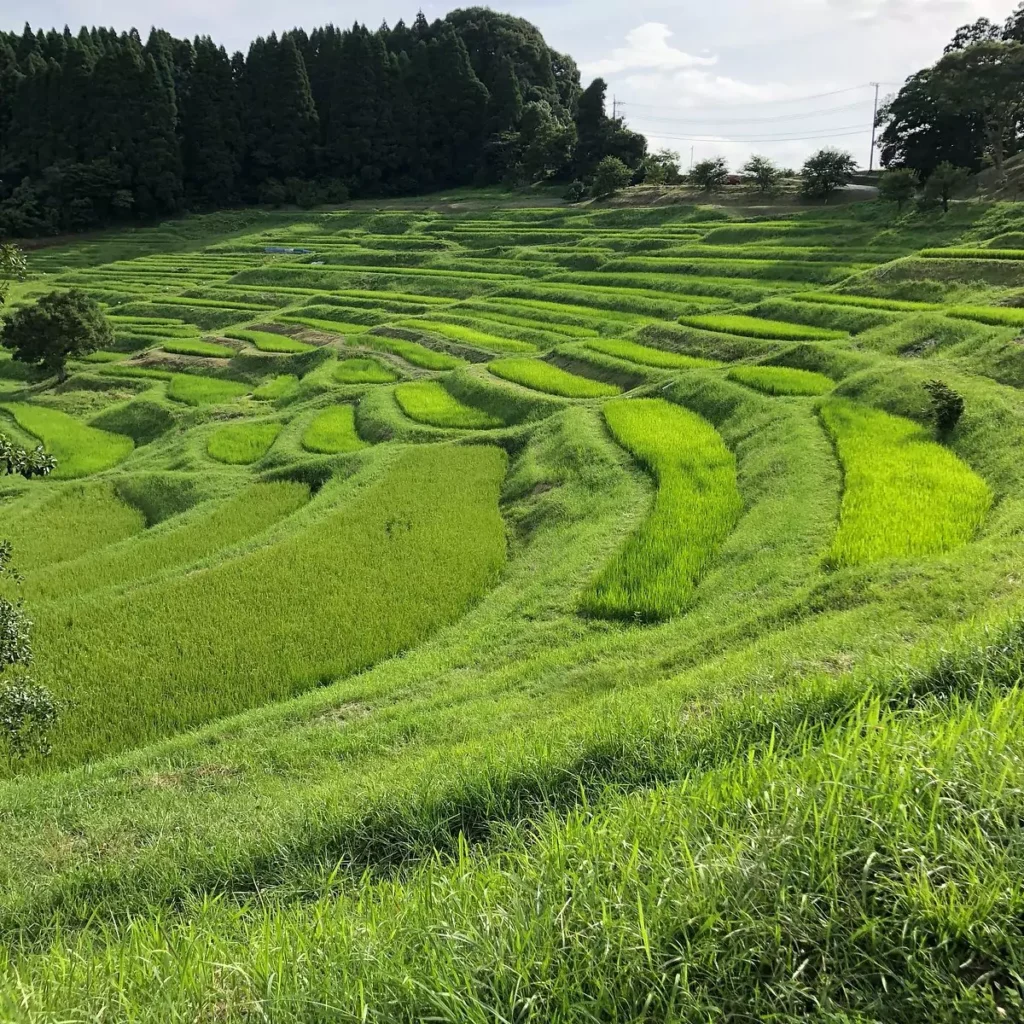 rice field in japanese