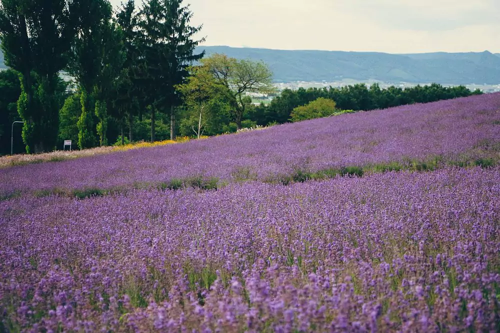 lavender fields in Japan