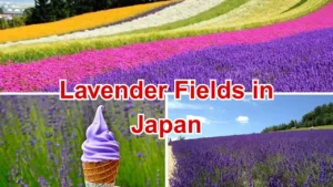Lavender Fields in Japan