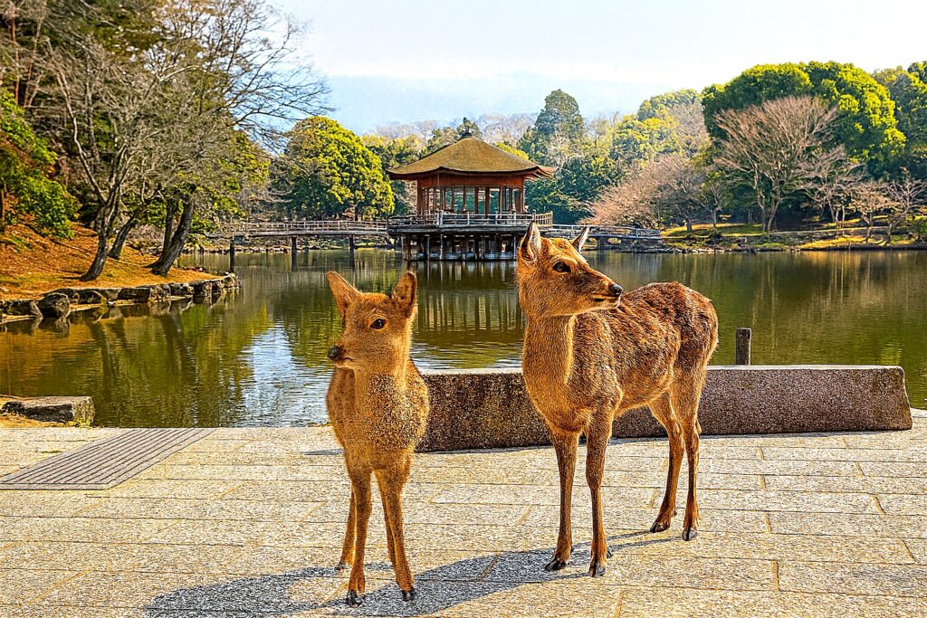 Nara Park