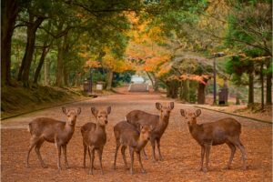 Nara Park