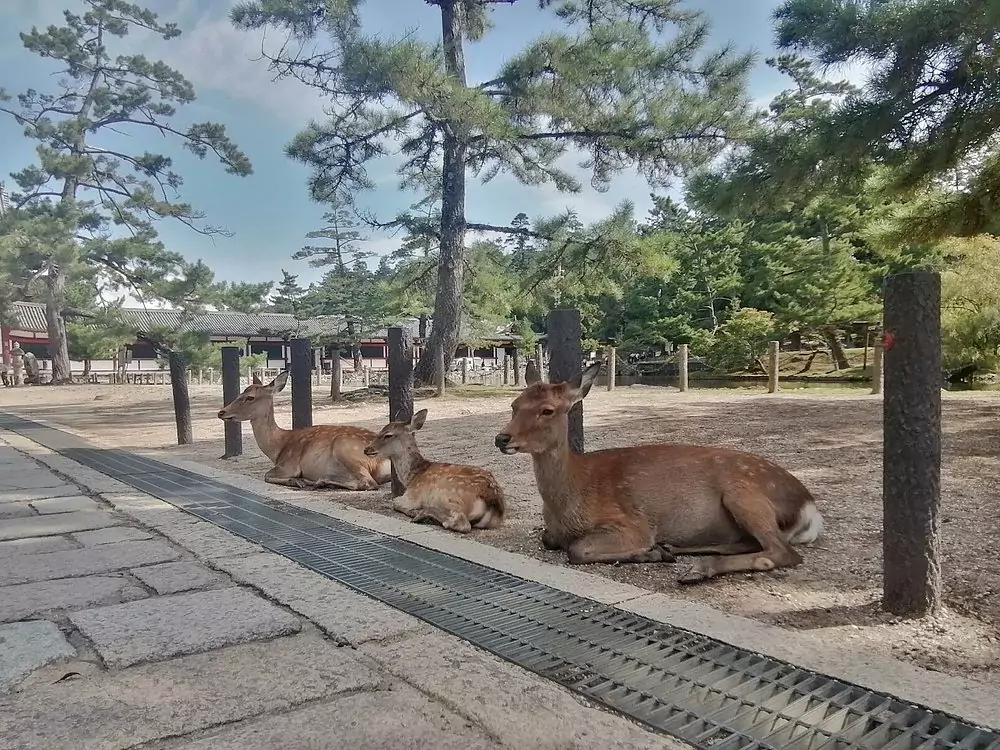 Nara Park