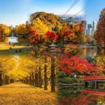 Best Autumn Leaves Tokyo 2025