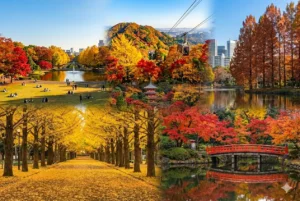 Best Autumn Leaves Tokyo 2025