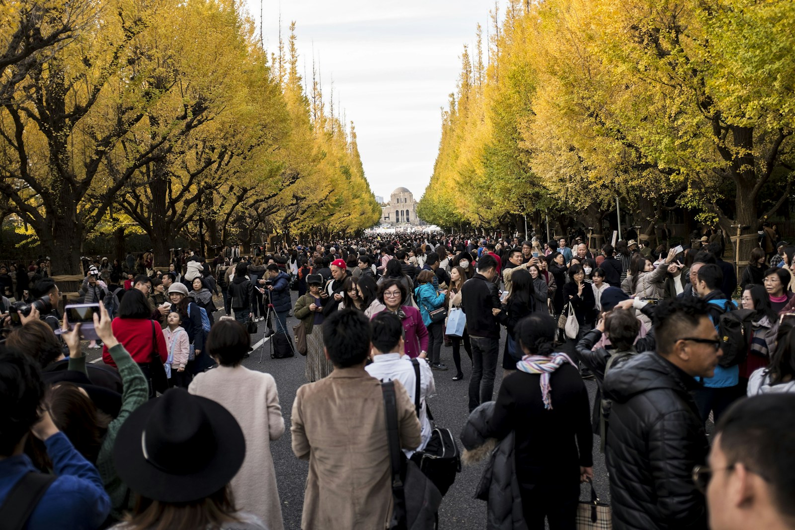 Golden ginkgo leaves along an avenue in Tokyo during autumn